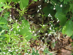 Galium dahuricum