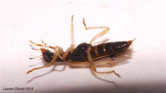 Isohydnocera