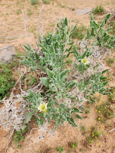 Image of White Nectarcup by (c) Jo Roberts, some rights reserved (CC BY)