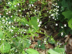 Galium dahuricum