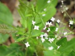 Galium dahuricum