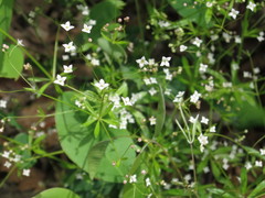 Galium dahuricum