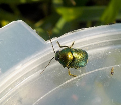 Cryptocephalus sericeus