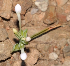 Lapeirousia pyramidalis pyramidalis