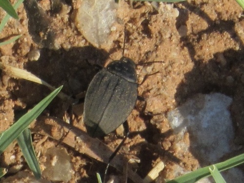 Plains False Wireworm Beetle photo 2