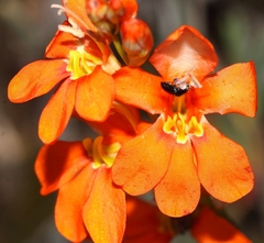 Tritonia watermeyeri