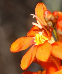 Tritonia watermeyeri