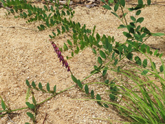 Vicia amurensis