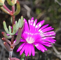 Lampranthus haworthii