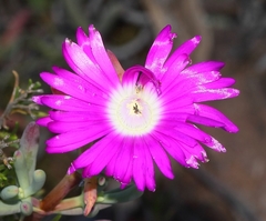 Lampranthus haworthii