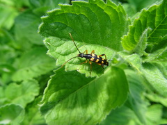 Strangalia attenuata