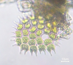 Pseudopediastrum boryanum