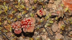 Glomeratae