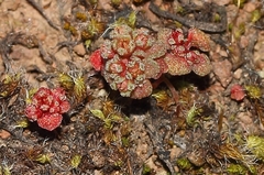 Glomeratae