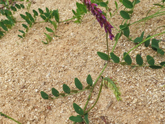 Vicia amurensis