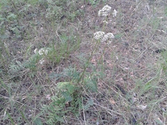 Valeriana alternifolia