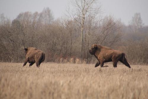 European Bison