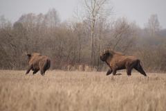 European Bison photo 5