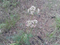 Valeriana alternifolia