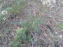 Valeriana alternifolia