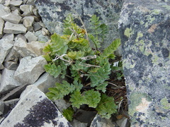 Anisotome pilifera