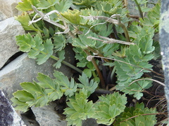 Anisotome pilifera