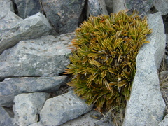 Aciphylla monroi
