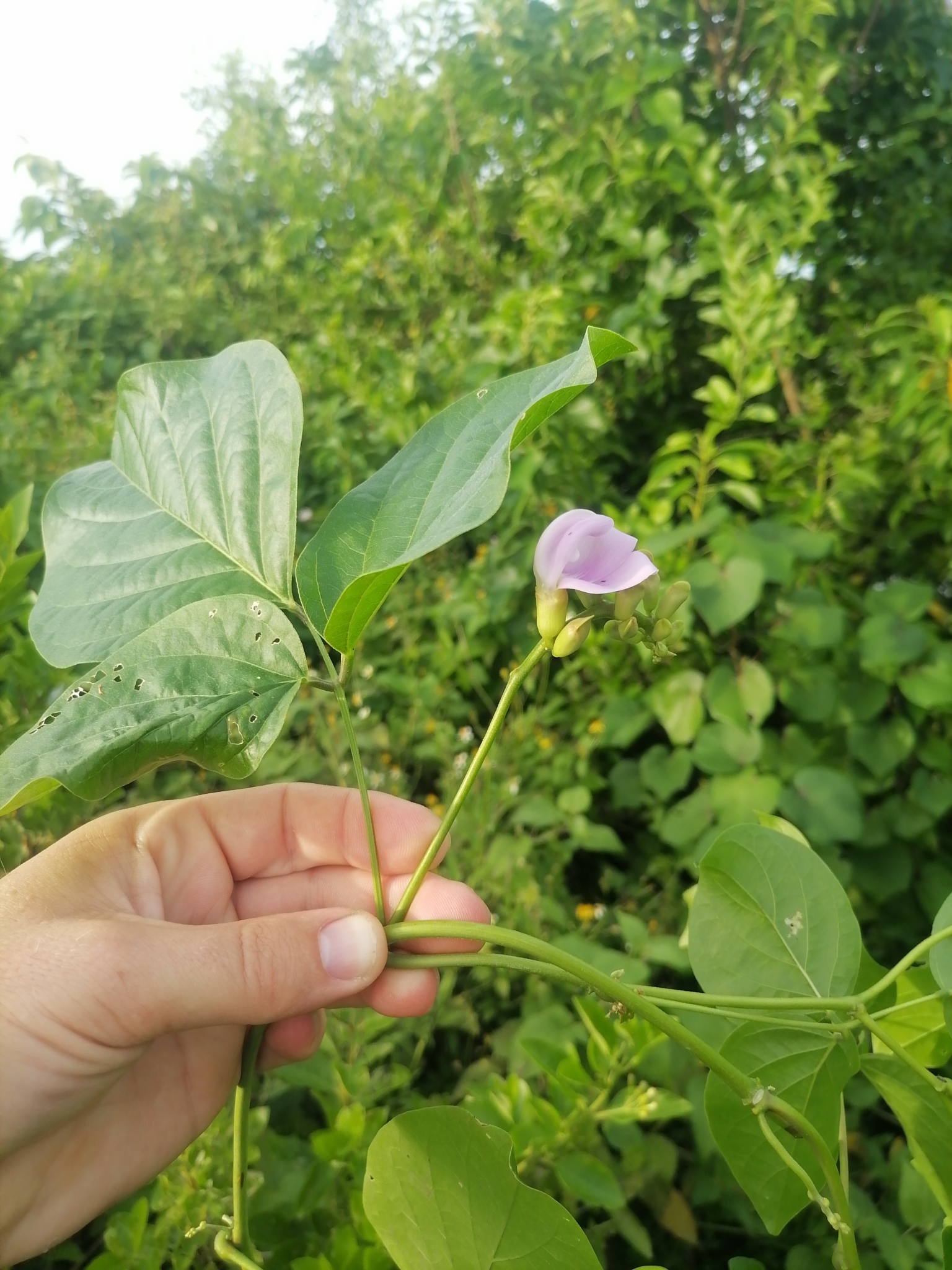 Chi Đậu dao (Canavalia cathartica)