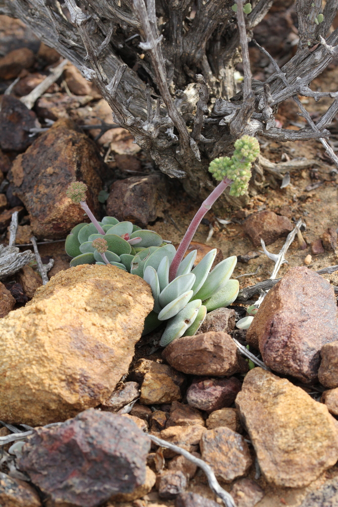 Crassula dubia 2