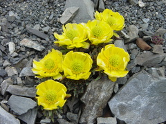 Ranunculus haastii