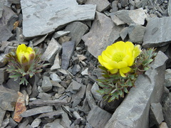 Ranunculus haastii