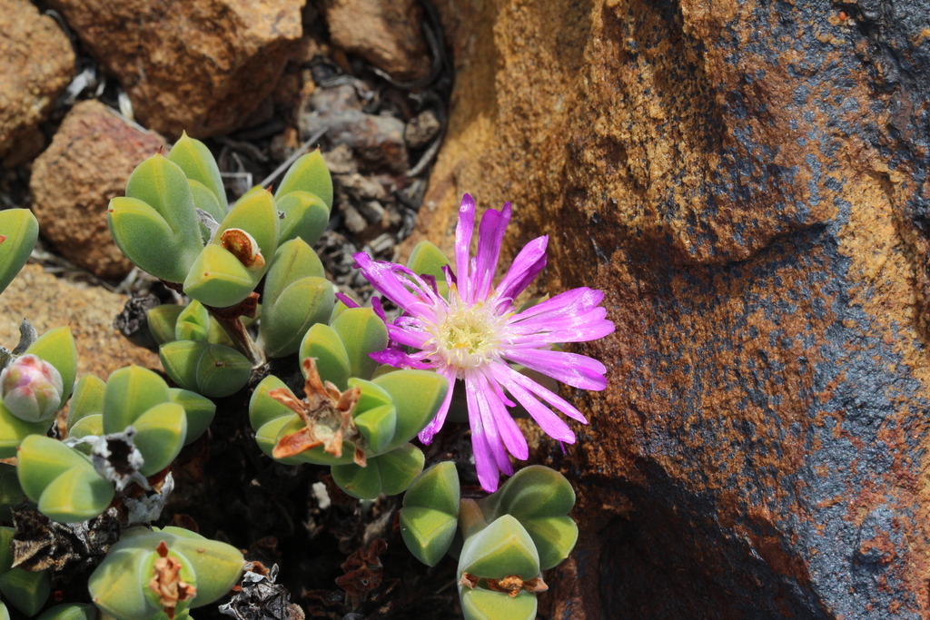 Braunsia apiculata; photograph (c) Karen Eichholz, some rights reserved (CC BY)