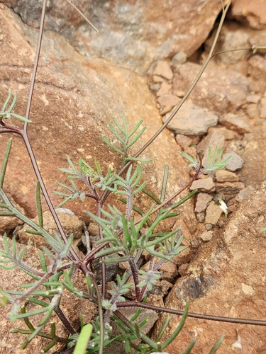 Image of Heliophila crithmifolia by (c) Jo Roberts, some rights reserved (CC BY)