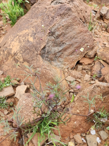 Image of Heliophila crithmifolia by (c) Jo Roberts, some rights reserved (CC BY)