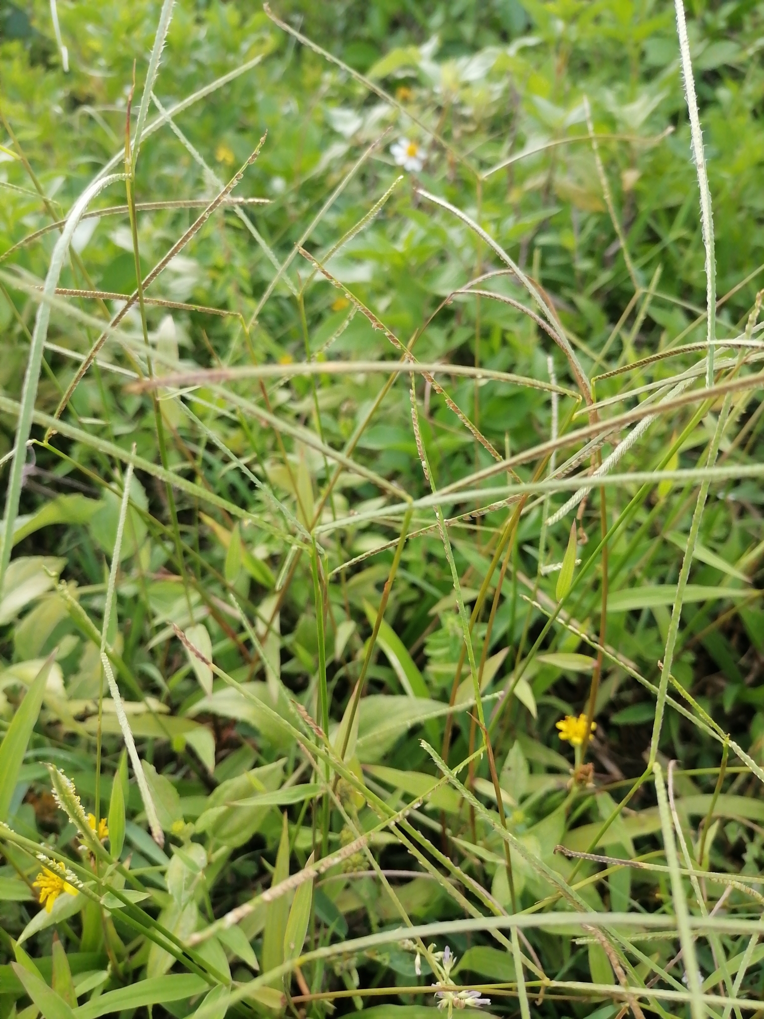 Paspalum conjugatum (Paspalum conjugatum)