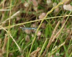 Coenagrion scitulum