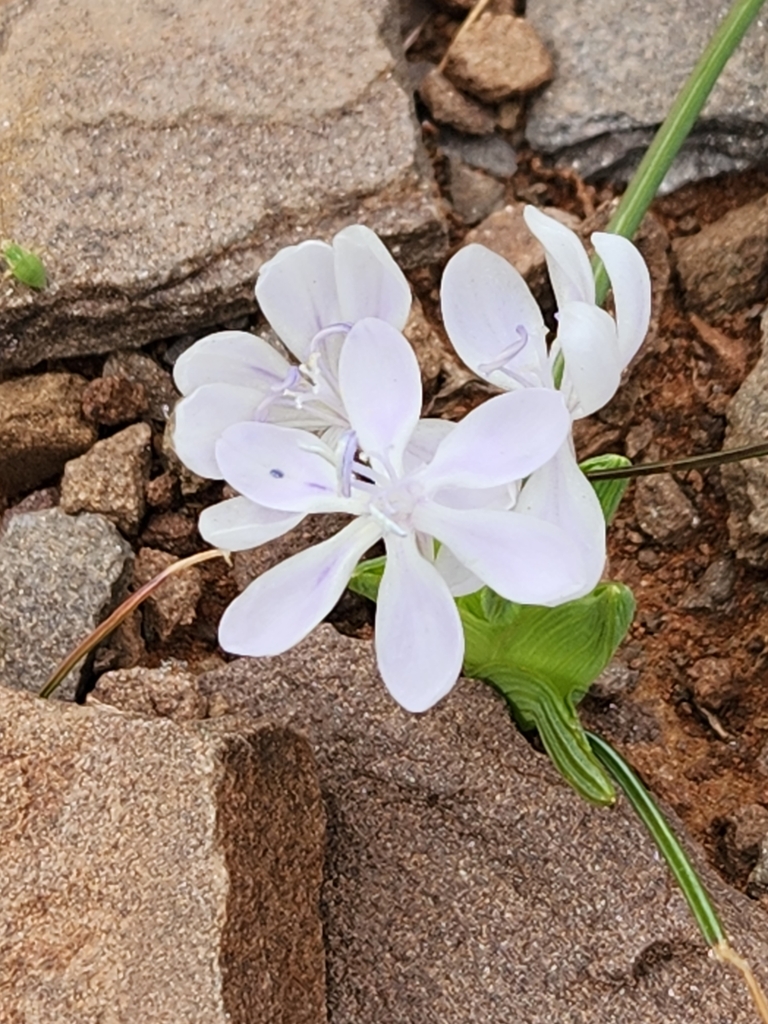 Lapeirousia exilis, Namakwa, ZA-NC, ZA