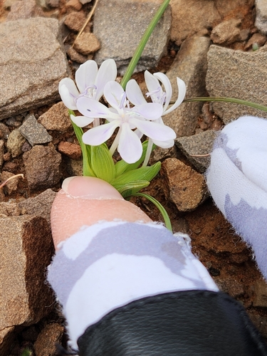 Image of Lapeirousia exilis by (c) Jo Roberts, some rights reserved (CC BY)