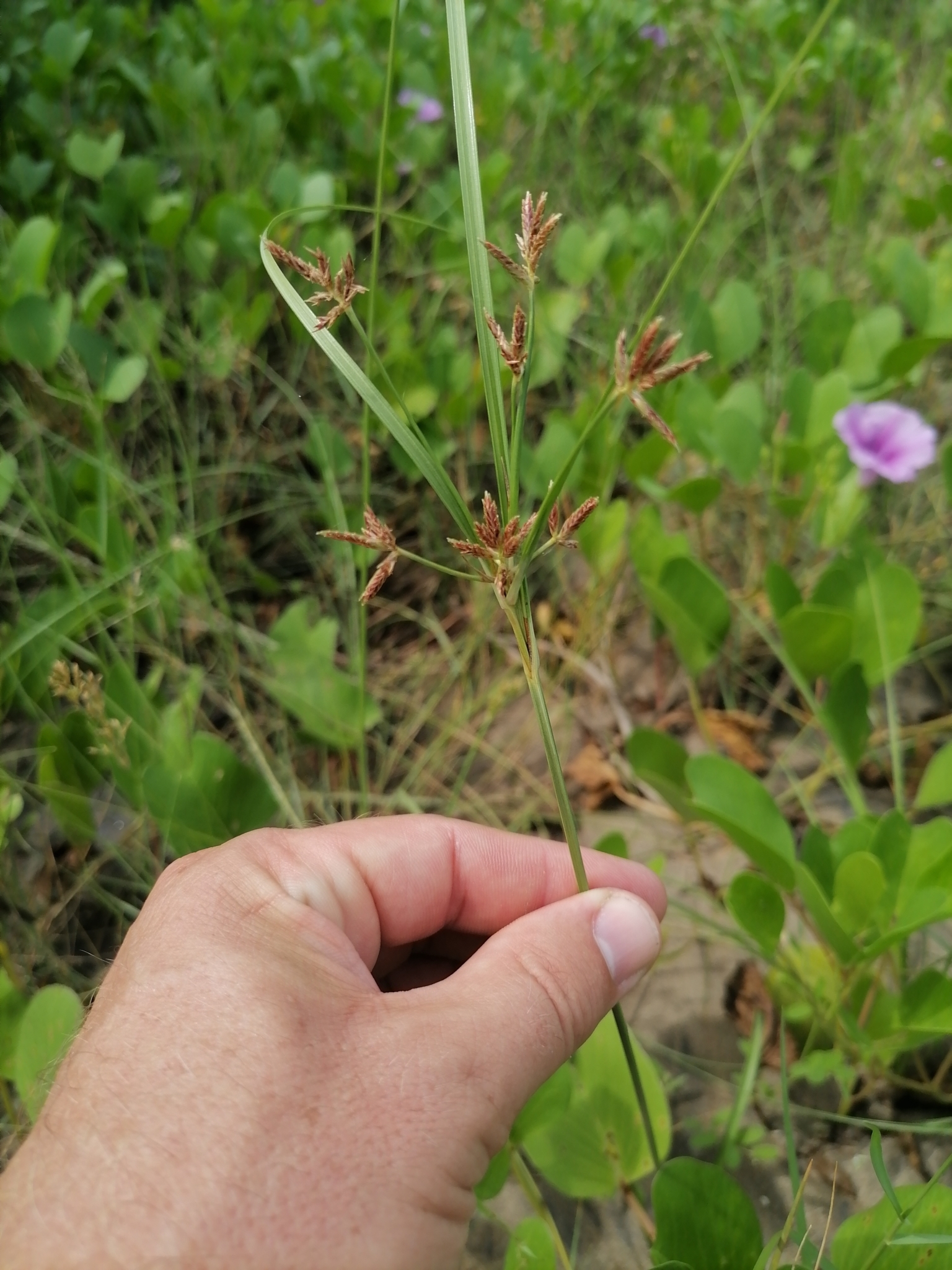 Cyperus rotundus — ảnh 3