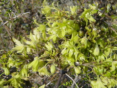 Clematis marata