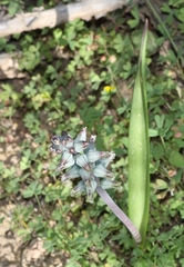 Lachenalia judithiae