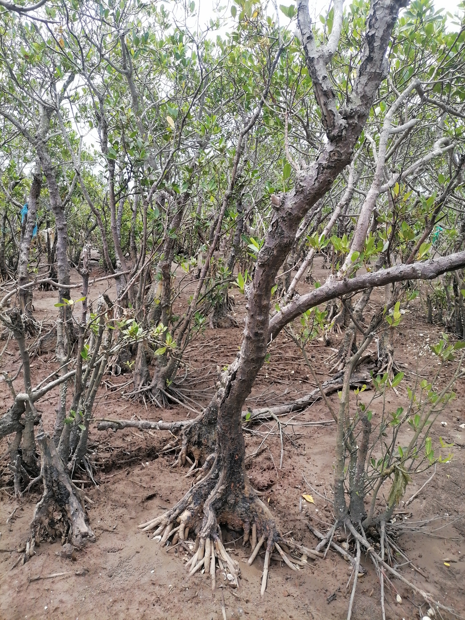 Kandelia obovata (Kandelia obovata)