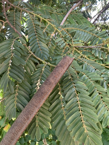 Gold medallion tree (Cassia leptophylla)
