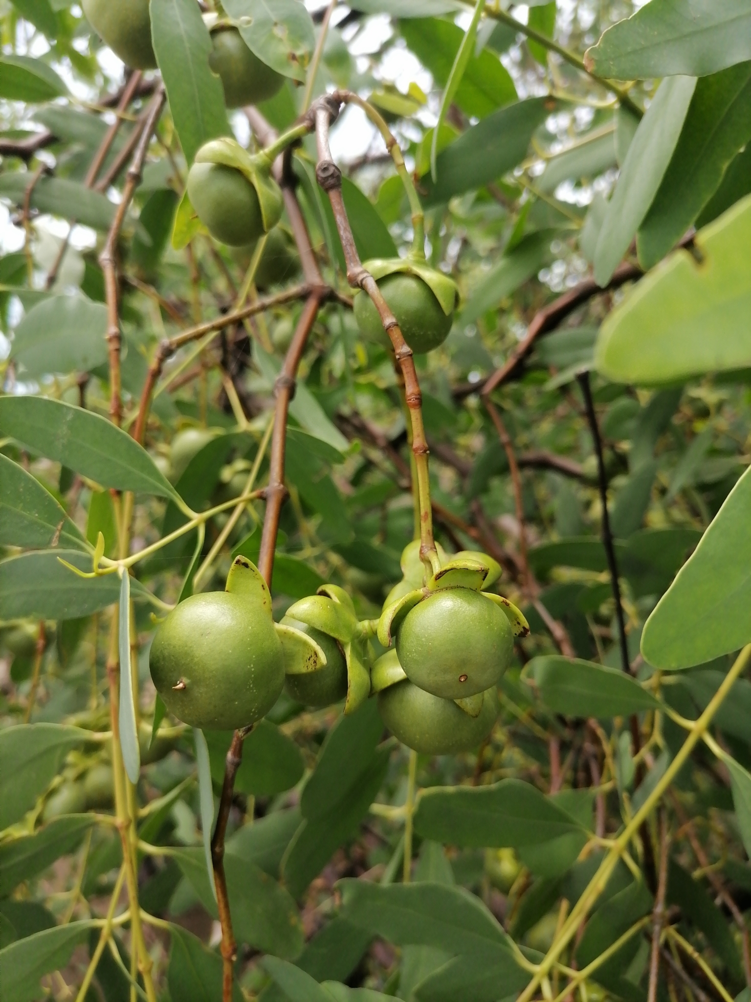 Sonneratia apetala (Sonneratia apetala)