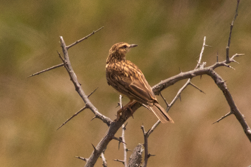 iNaturalist image