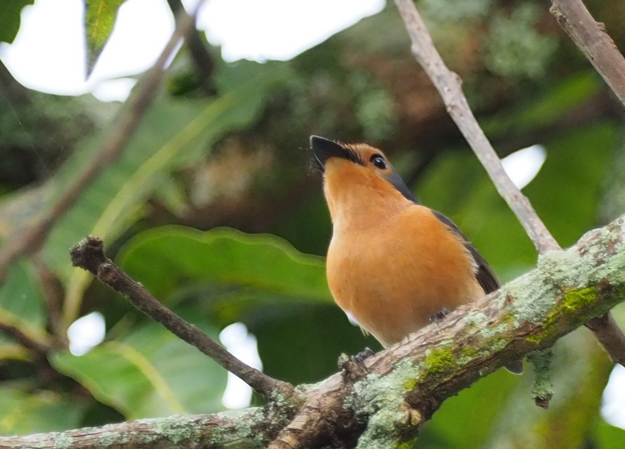 Palau Flycatcher (Myiagra erythrops), photo 1