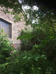 Heracleum mantegazzianum