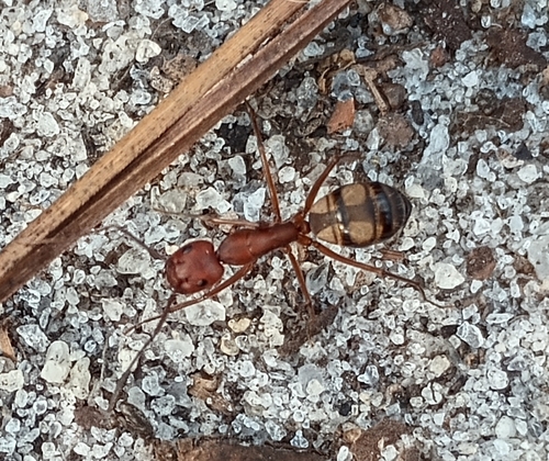 Sandhill Carpenter ant photo 4
