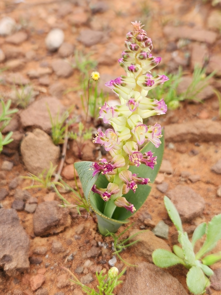 Lachenalia carnosa, Namakwa, ZA-NC, ZA
