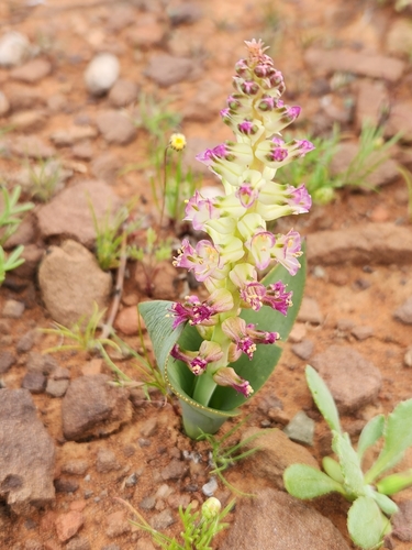 Lachenalia carnosa